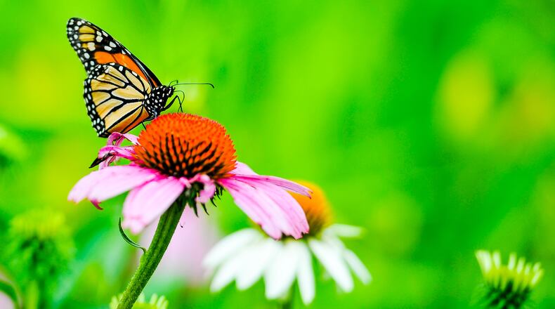 A Monarch butterfly perches on a purple cone flower in front of the Miami University Hamilton conservatory July 26, 2018 in Hamilton. NICK GRAHAM/STAFF