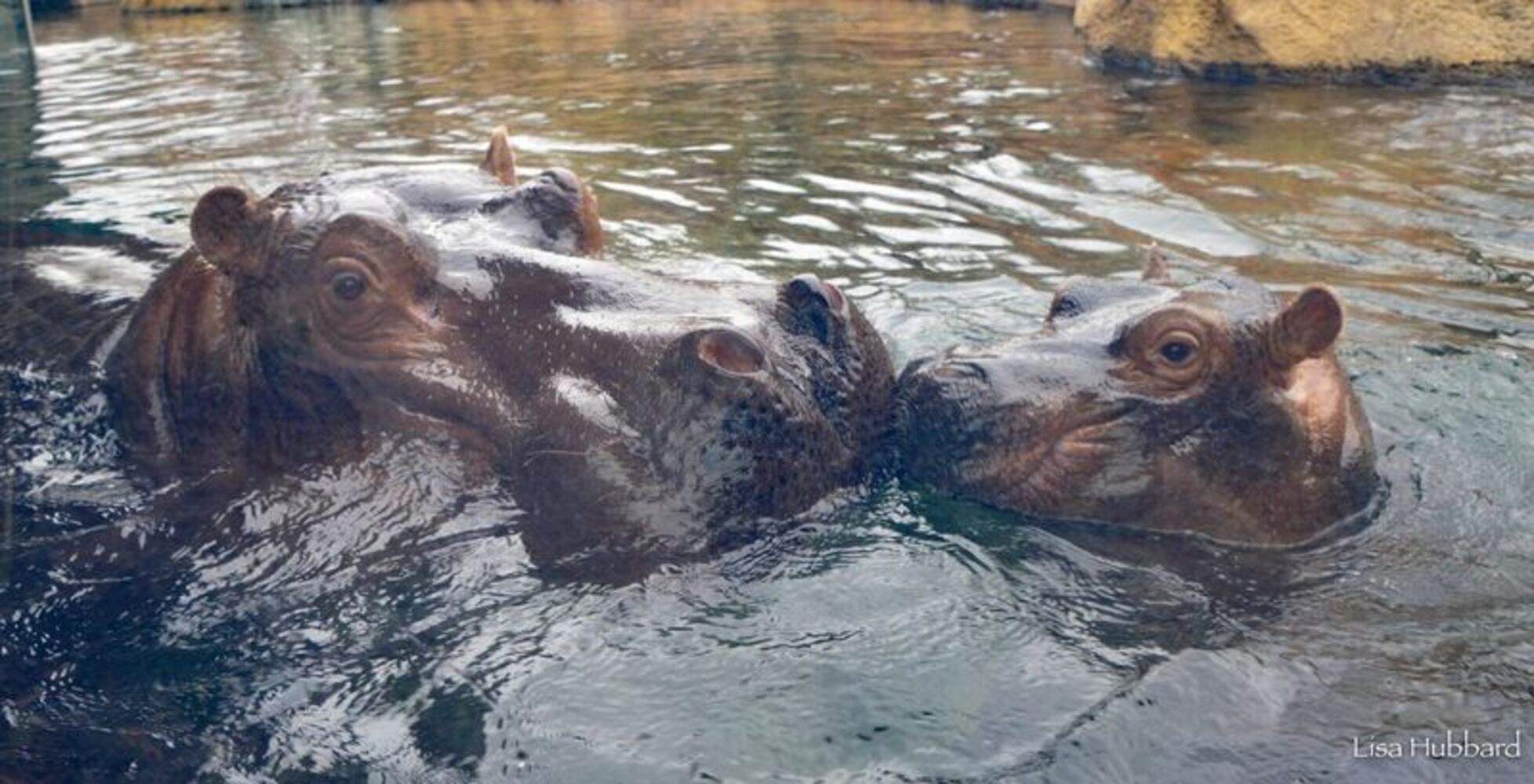 PHOTOS: This first look at Cincinnati Zoo's Zoo babies will be the best part of your day
