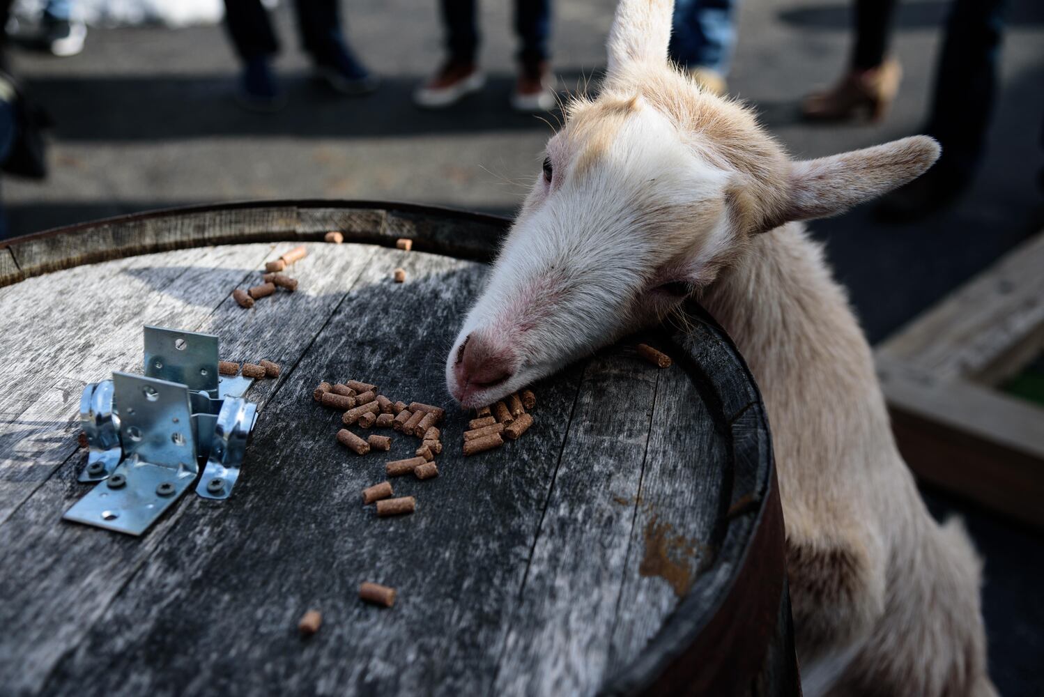 PHOTOS: Did we spot you frolicking with the cutest kids at Dayton Beer Company’s GoatFest?