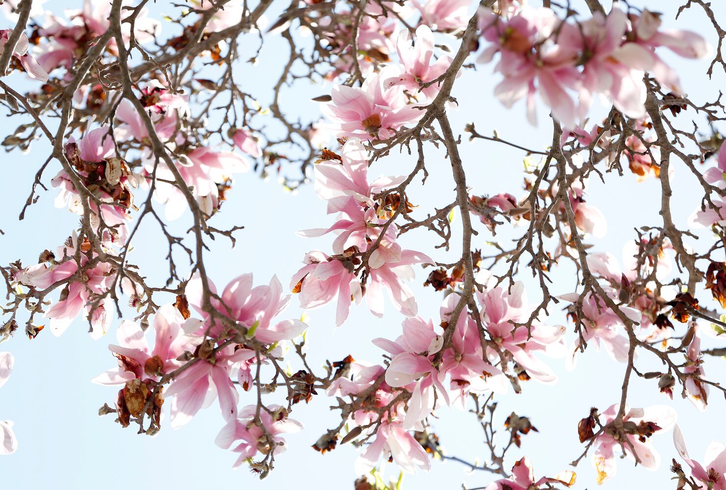 Spring flowers