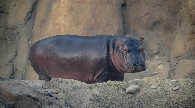 Here's an exclusive after hours look into the life of Fiona, the world famous hippo and her mother Bibi at the Cincinnati Zoo & Botanical Garden on Wednesday night, October 24, 2018. Michelle Curley, the Zoo's Communications Director is pictured doing a selfie with Fiona getting in on the action. Both Fiona and Bibi love to pose for the camera. TOM GILLIAM / CONTRIBUTING PHOTOGRAPHER