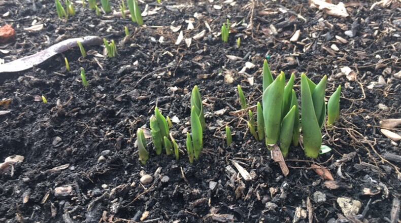 There are signs of spring as some plants begin sprouting because of a warmer than usual winter. LAUREN CLARK/STAFF
