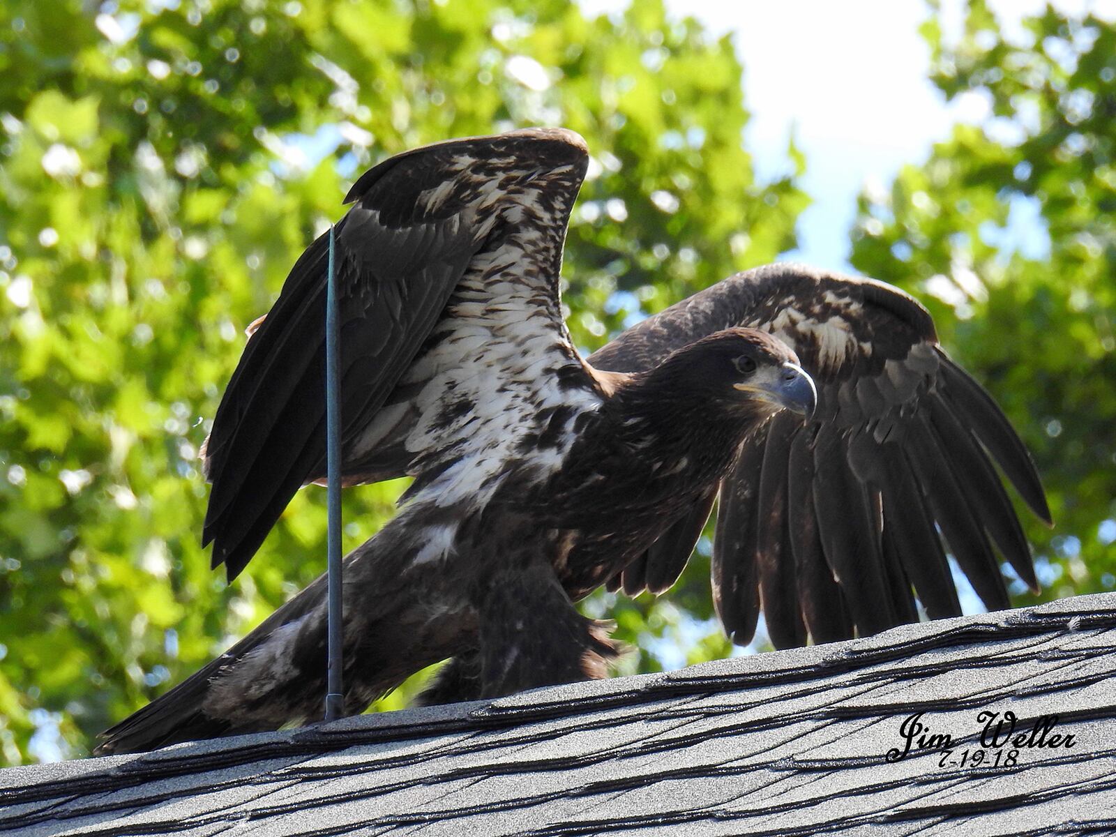 Flyer, a baby bald eagle that hatched at Carillon Historical park in April, was struck by a delivery truck while attempting to cross the interstate. PHOTO COURTESY OF JIM WELLER