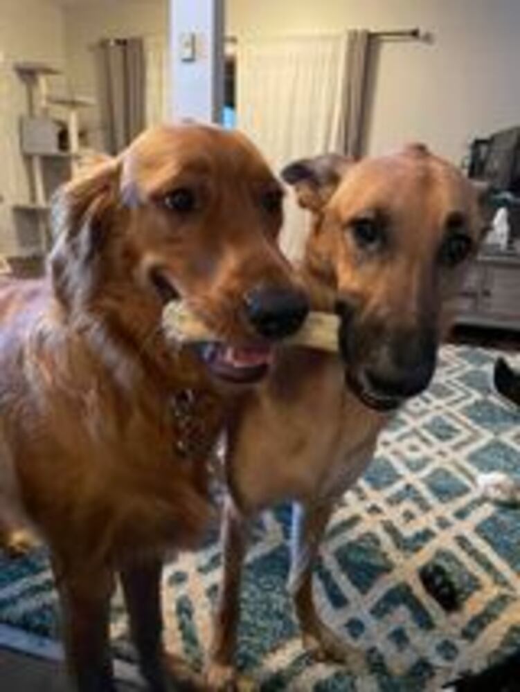 Puppy Day pictures