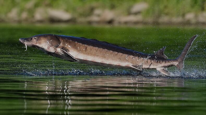 A shortnose sturgeon belly flops on Kennebec River, Wednesday, July 23, 2025, in Augusta, Maine. (AP Photo/Robert F. Bukaty)
