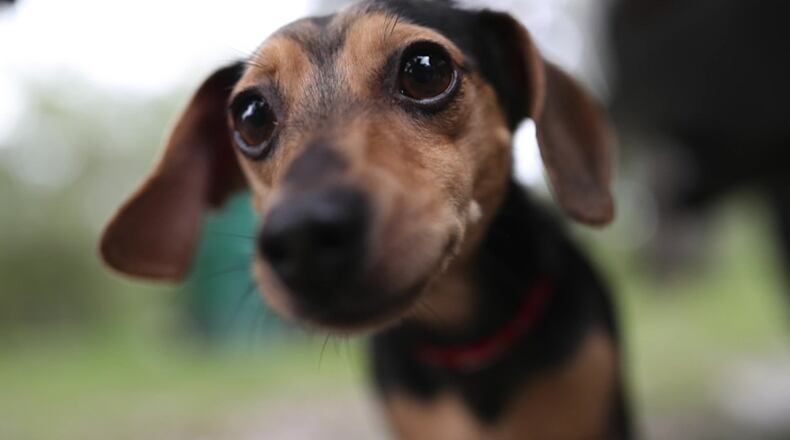 "Chewbarka”, a 3-year-old chihuahua-dachshund mix stands outside his family’s home where he alerted them to a fire early Tuesday morning, barking in a panic. The family awoke to his cries in time to escape the building before it completely burned.
