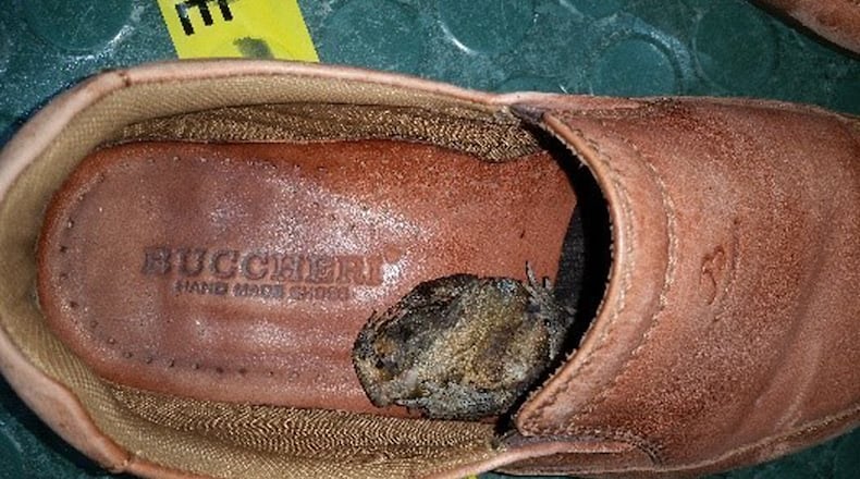 In this undated photo provided by Australia's Department of Agriculture and Water Resources, a black-spined toad is seen inside a shoe of a passenger from Indonesia, in Cairns, northeast Australia.  Australian quarantine authorities on Thursday, May 11, 2017, urged travelers through Asia to avoid bringing in hitchhiking amphibians after a passenger arrived at an airport with a dead Indonesian toad in his shoe.  (Australia's Department of Agriculture and Water Resources via AP)