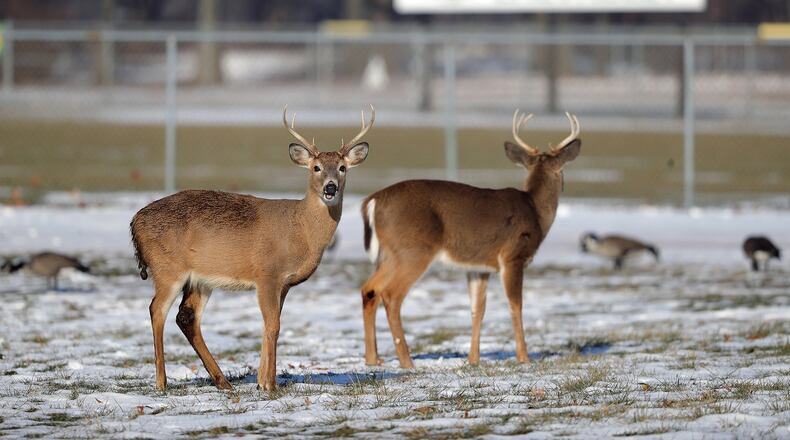The worst thing a driver can do to avoid deer or other wildlife is swerve to miss them, contrary to what most Americans believe. David Maialetti/Philadelphia Inquirer