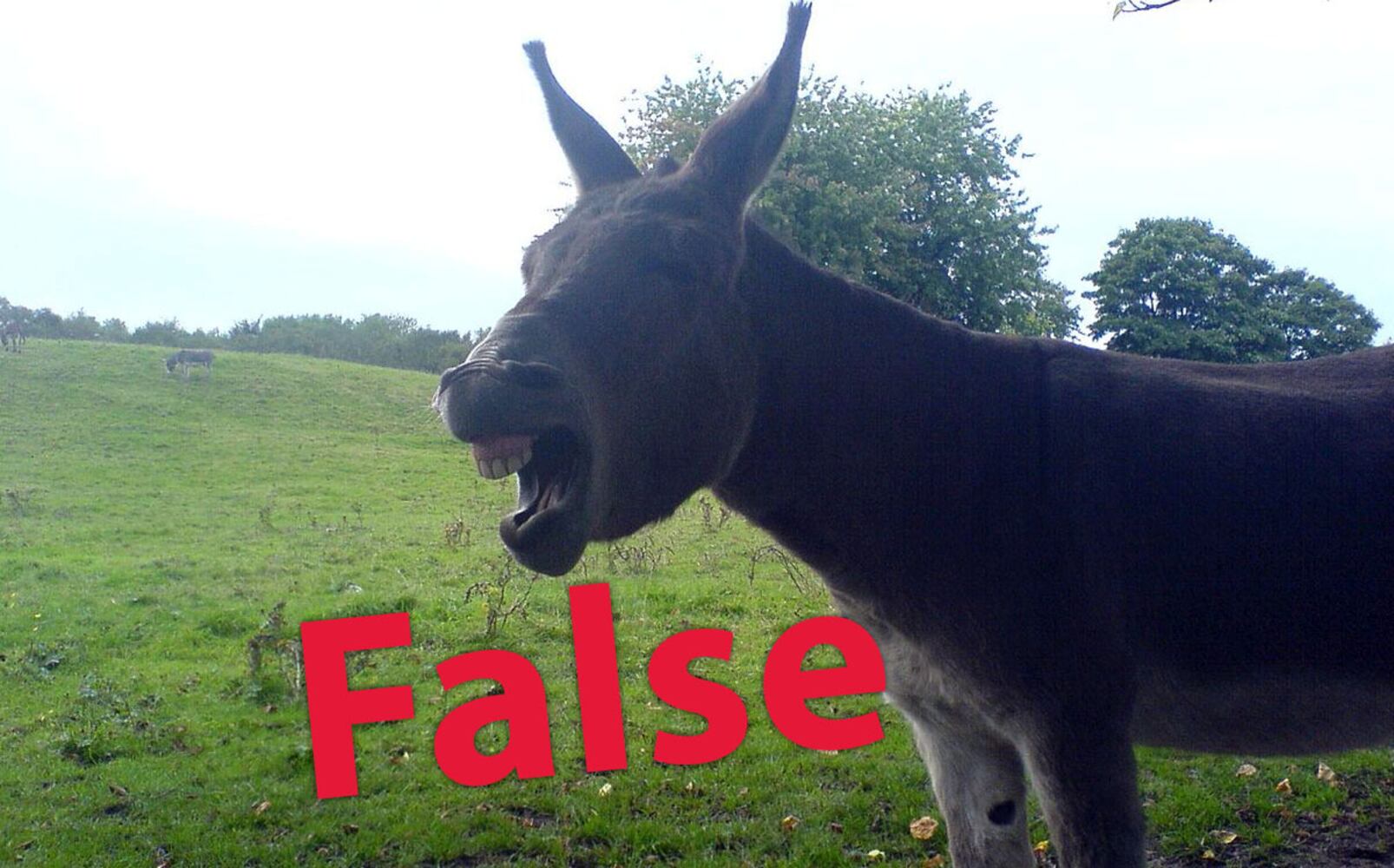 Are these headlines real or fake?