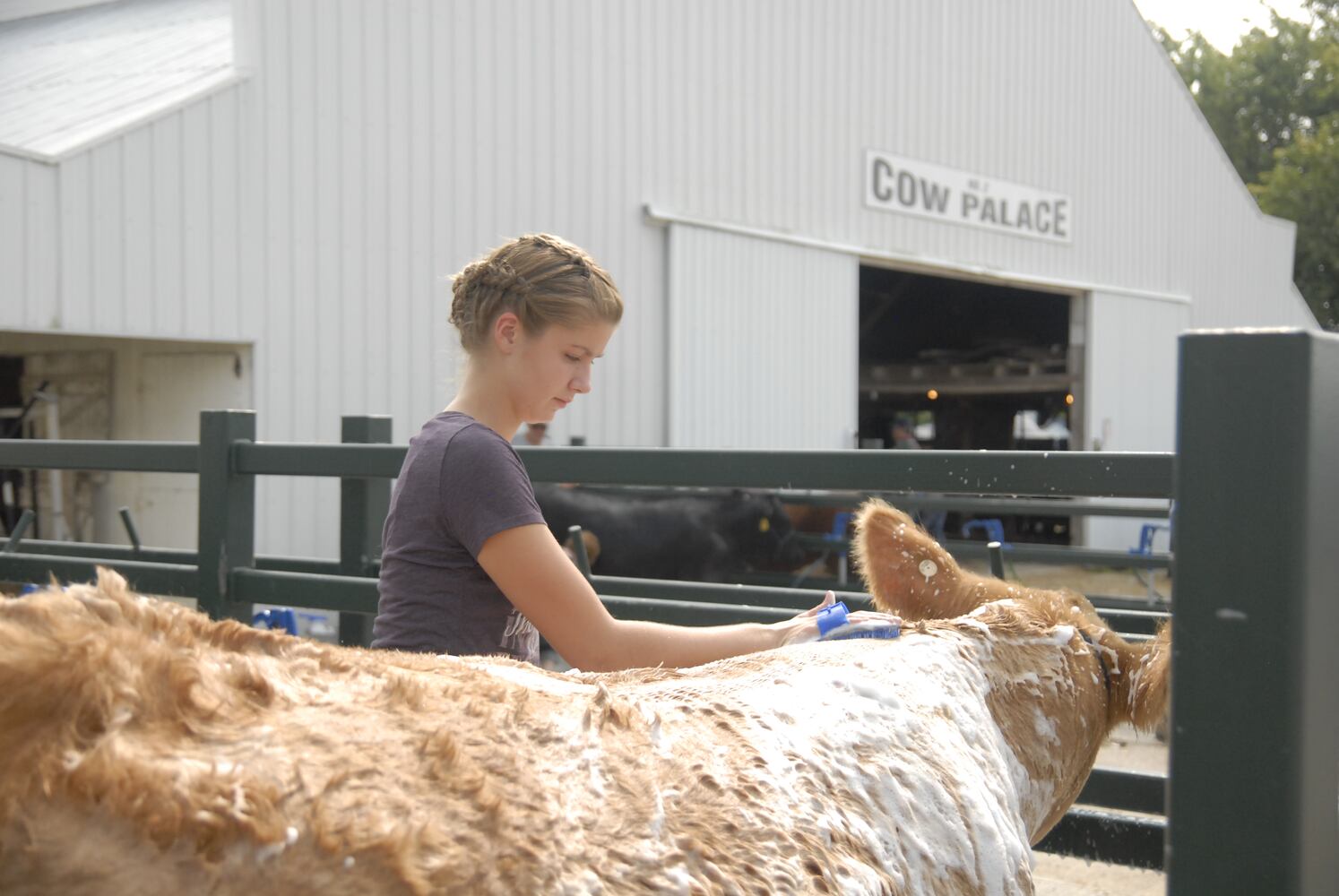 PHOTOS: Did we spot you at the Great Darke County Fair?