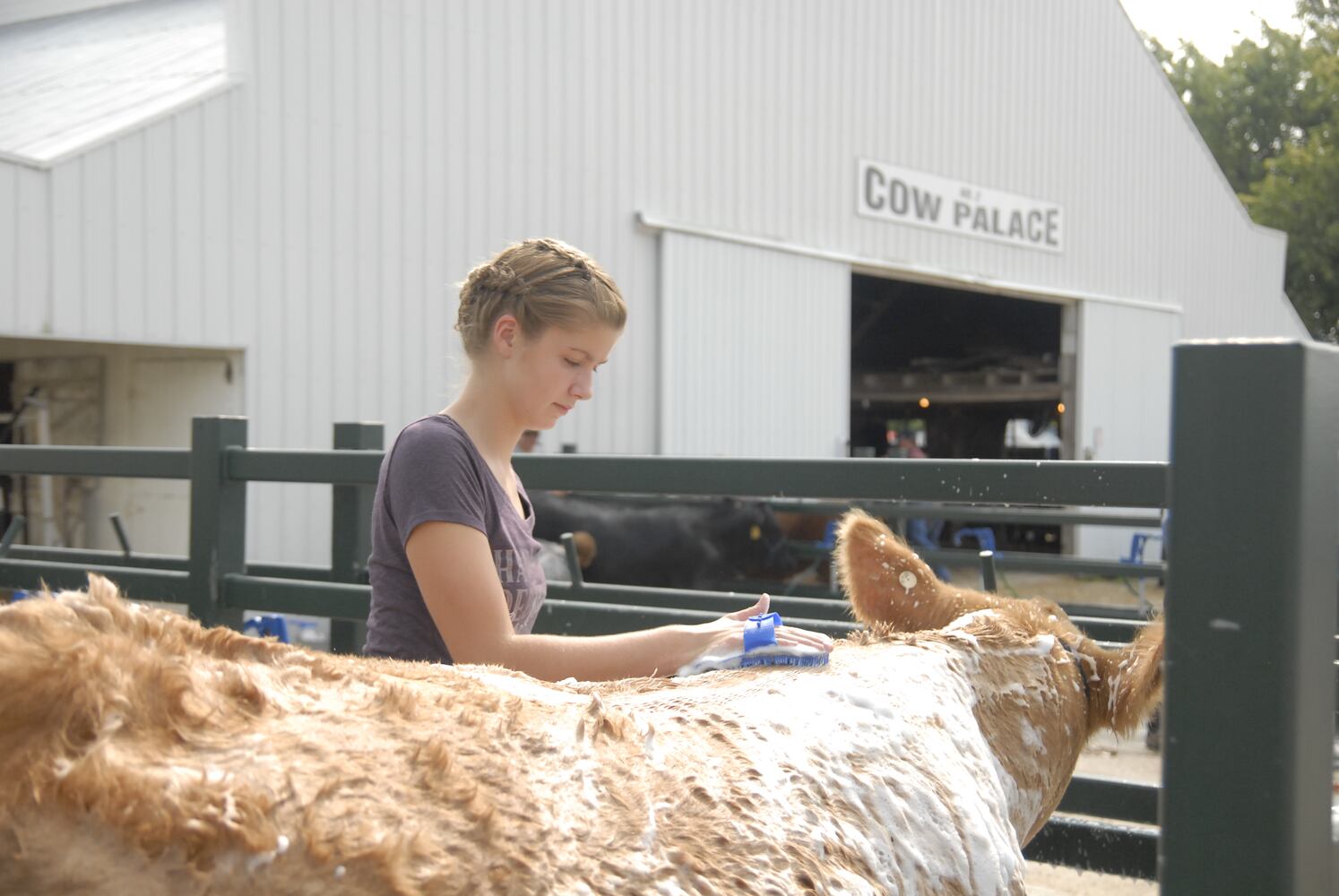 PHOTOS: Did we spot you at the Great Darke County Fair?