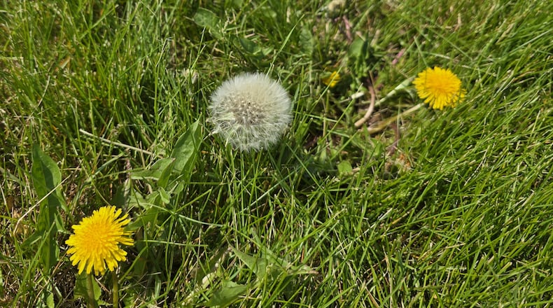 Dandelions are best controlled at the puffball or shoe fairy stage. CONTRIBUTED PHOTO