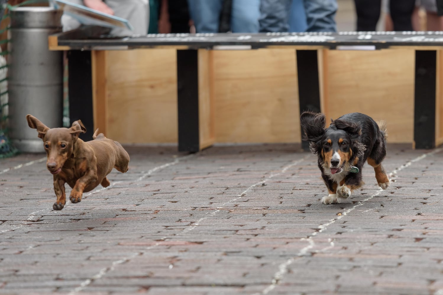 PHOTOS: 6th annual Derby Day Wiener Dog Races in The Oregon District