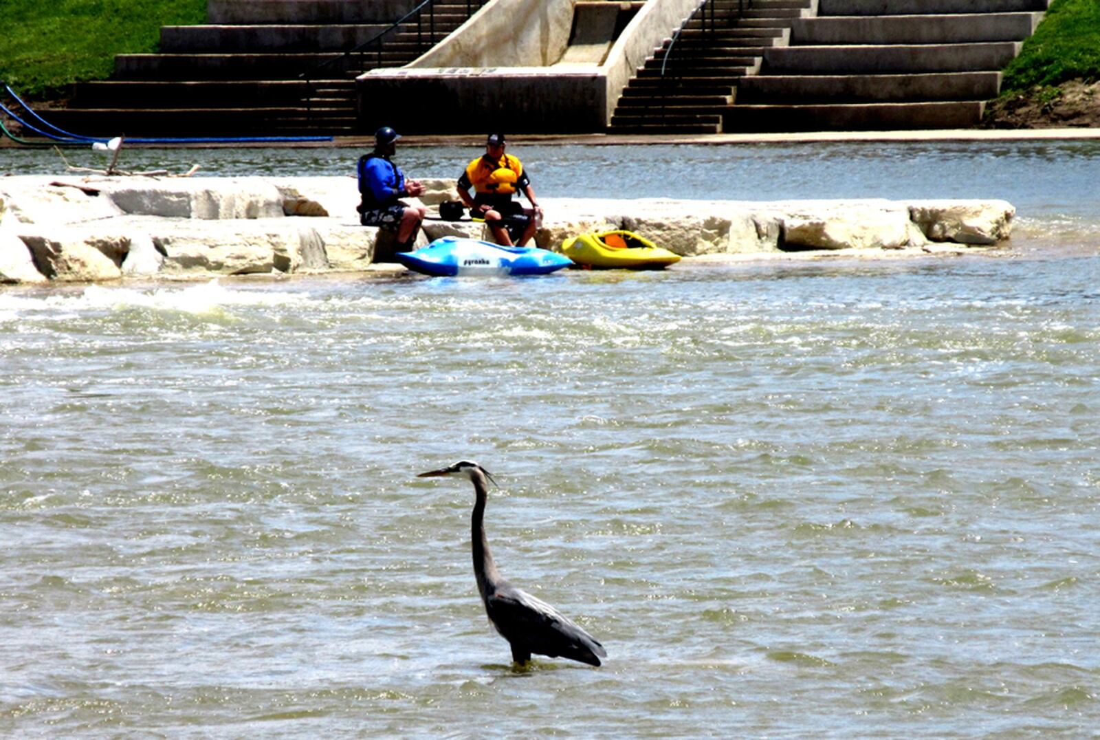 Allen Johnson of Dayton took this photo on May 14 in Dayton at RiverScape River Run, the new kayaking attraction downtown at RiverScape MetroPark. Johnson says, “While I was biking I saw a great blue heron watching the kayakers by the low dam. It seemed to enjoy the increased kayaking activity resulting from the new whitewater passage.”