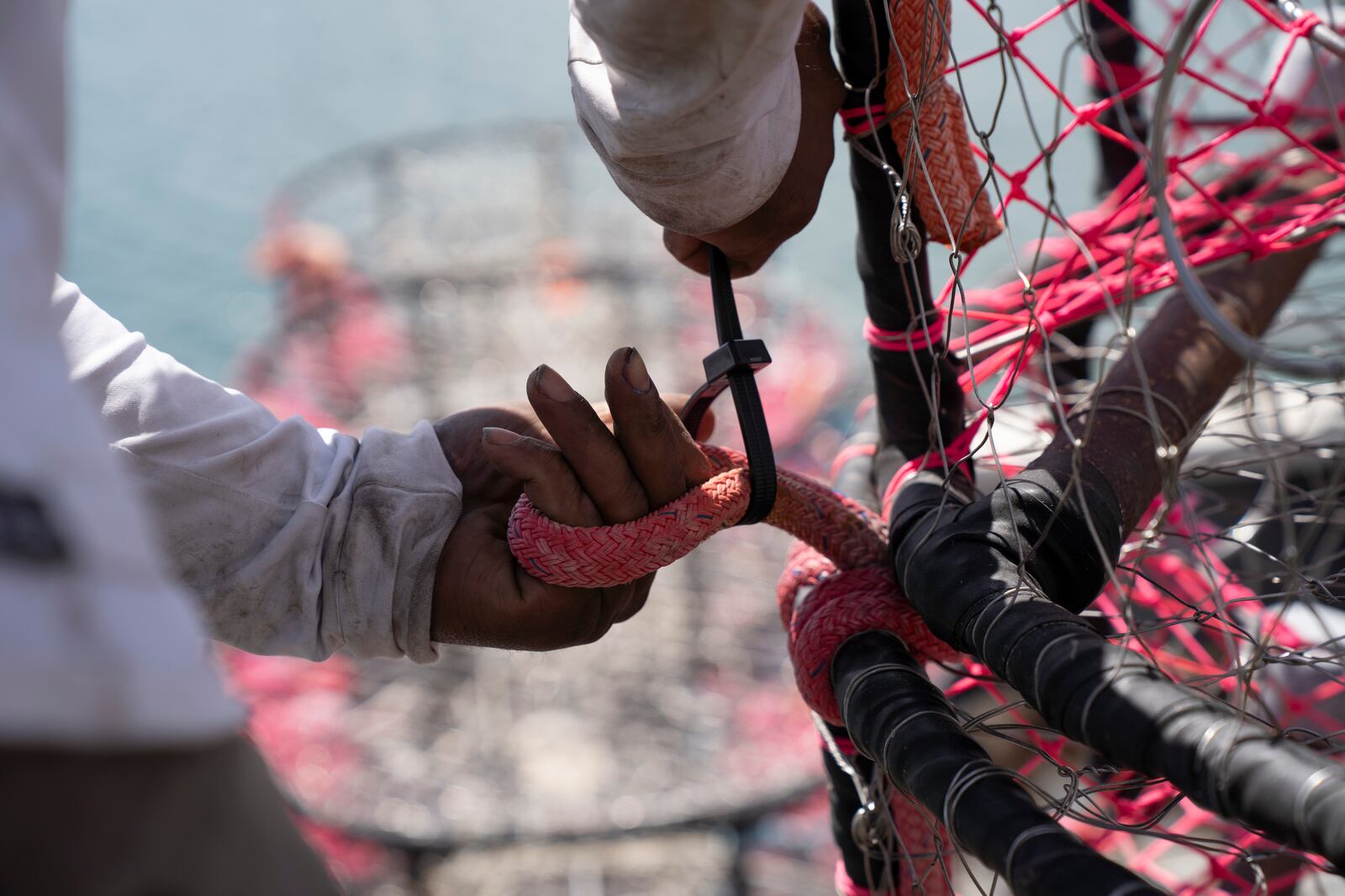 James Sanders zip ties crab traps before loading them onto the boat Pale Horse at Pier 45 in San Francisco, Thursday, April 10, 2025. The boat's crew is trying out pop-up gear aimed at preventing whale entanglements. (AP Photo/Emily Steinberger)