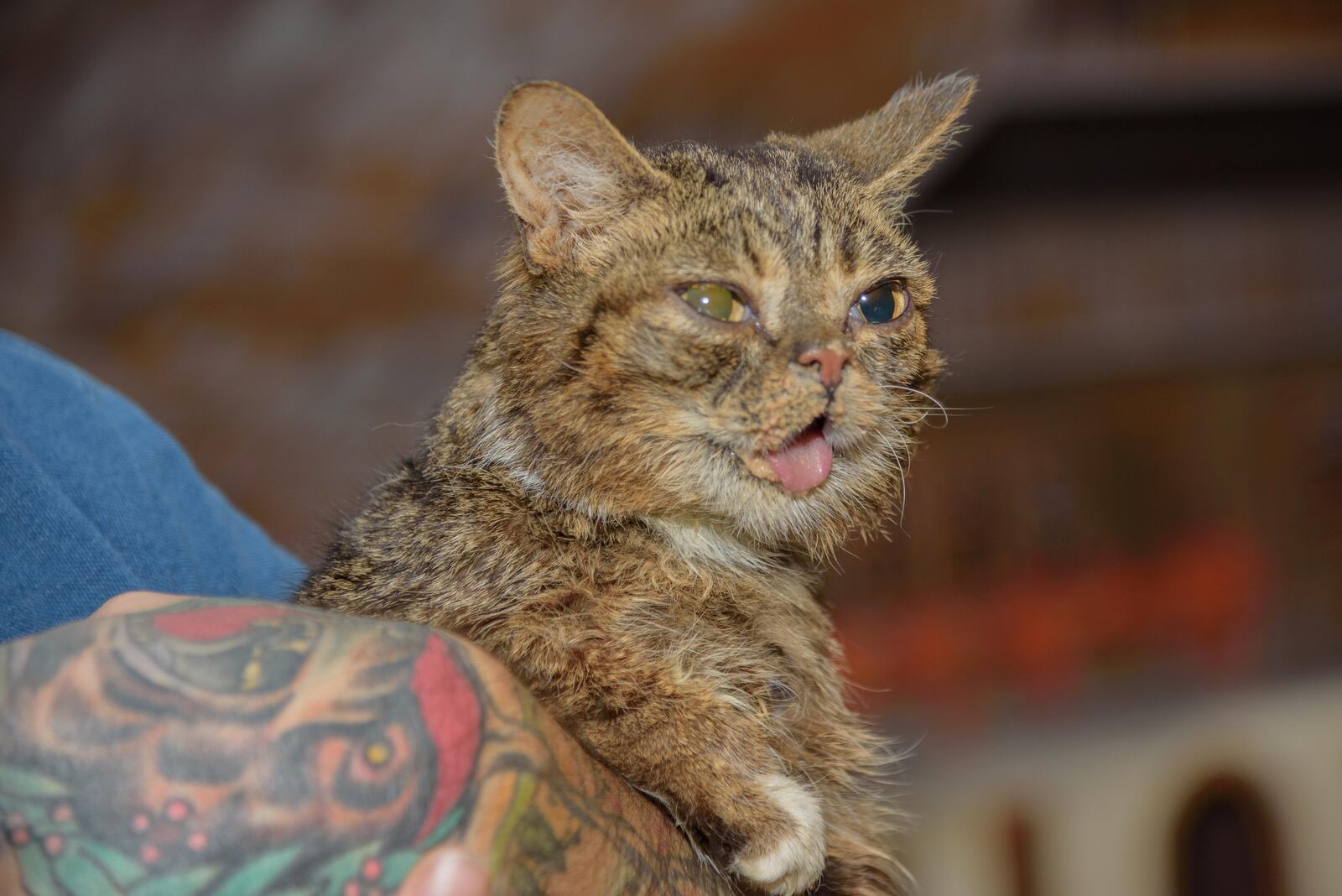 Lil BUB came to Dayton for a special event hosted by the Gem City Catfé on Sunday, Nov. 4. TOM GILLIAM / CONTRIBUTING PHOTOGRAPHER