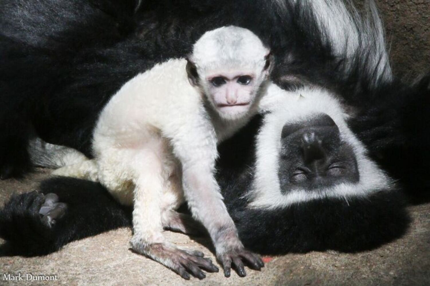 PHOTOS: This first look at Cincinnati Zoo's Zoo babies will be the best part of your day