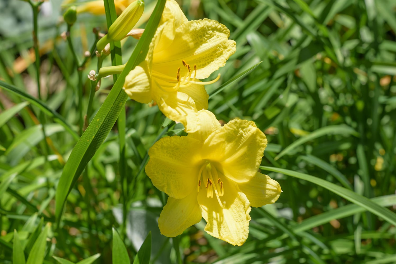PHOTOS: 2025 Oregon Historic District Garden Tour
