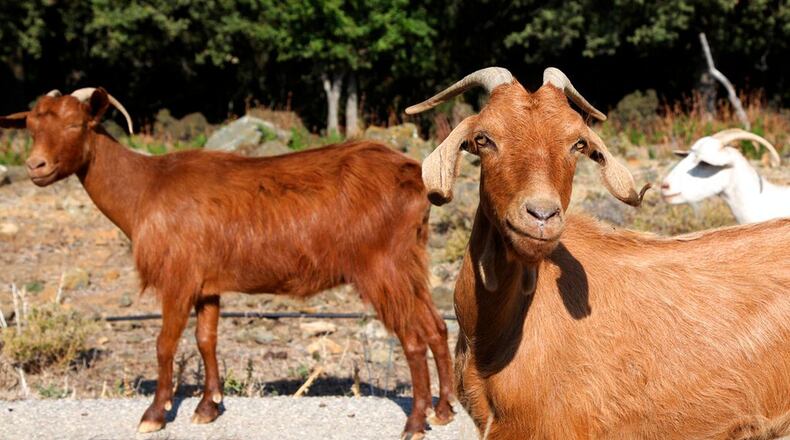 FILE PHOTO: Goats ran wild in a California town after they escaped their enclosure.