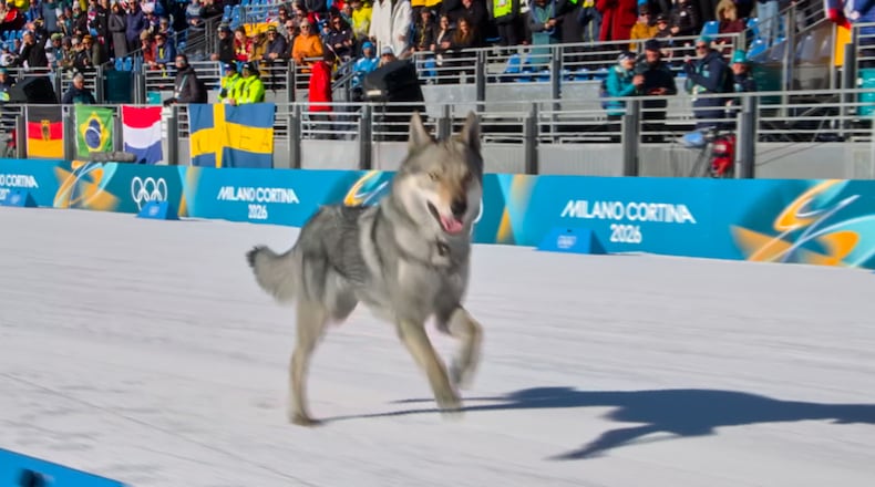 In this image taken from video provided by Olympic Broadcasting Services, OBS, a dog runs onto the track near the finish during the heats of the cross-country skiing women's team sprint free at the 2026 Winter Olympics, in Tesero, Italy, Wednesday, Feb. 18, 2026. (Olympic Broadcasting Services via AP)