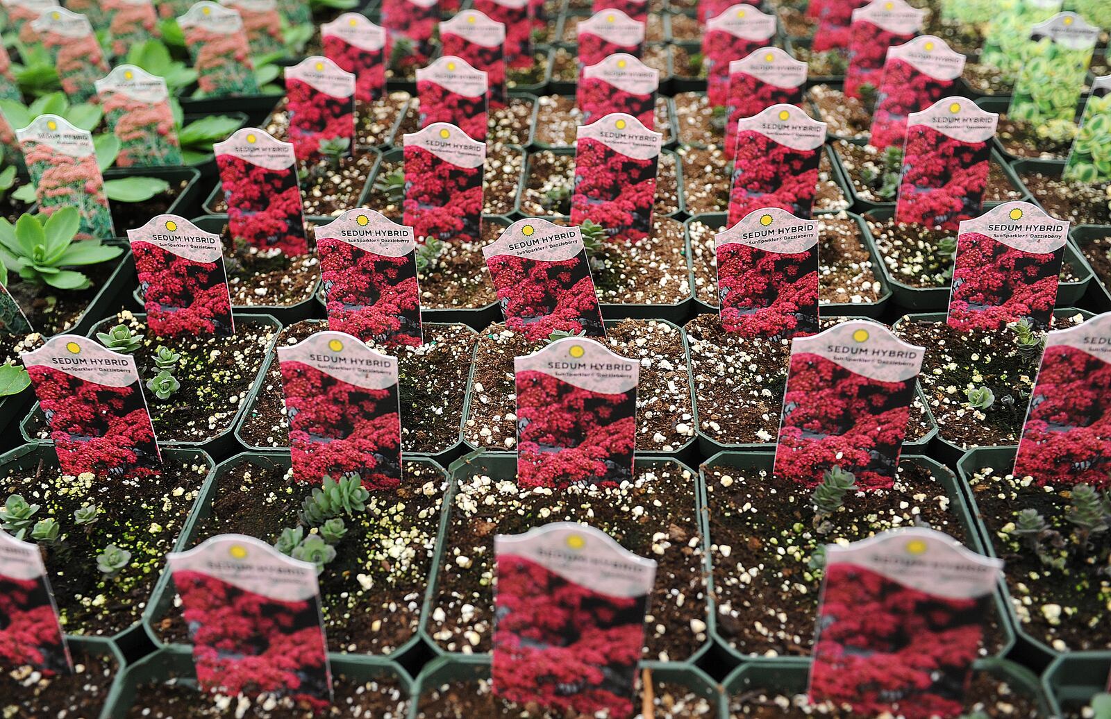 North Dayton Garden Center has starting planting a wide variety of flowers and plants for the upcoming season. MARSHALL GORBY\STAFF