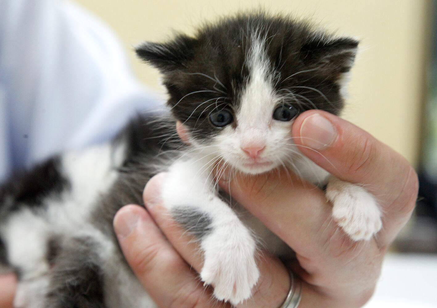 Bottle baby kittens