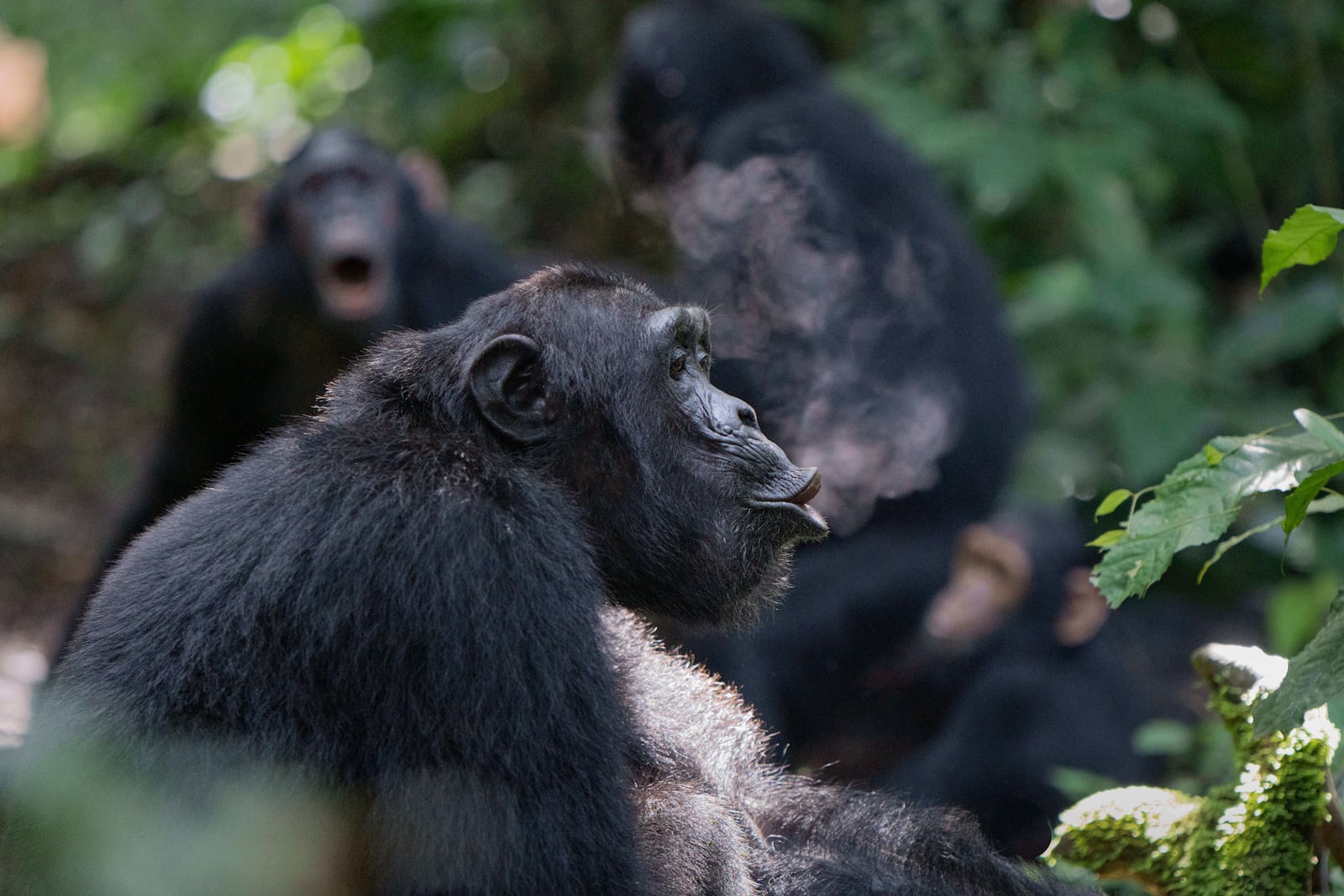In this photo provided by researchers, a wild adult male chimpanzee, the alpha of his community, produces a pant-hoot call early in the morning, as in the background a subadult male, his mother, and younger brother join in with a chorused pant-hoot in the Budongo Forest of Uganda in October 2018. (Adrian Soldati via AP)