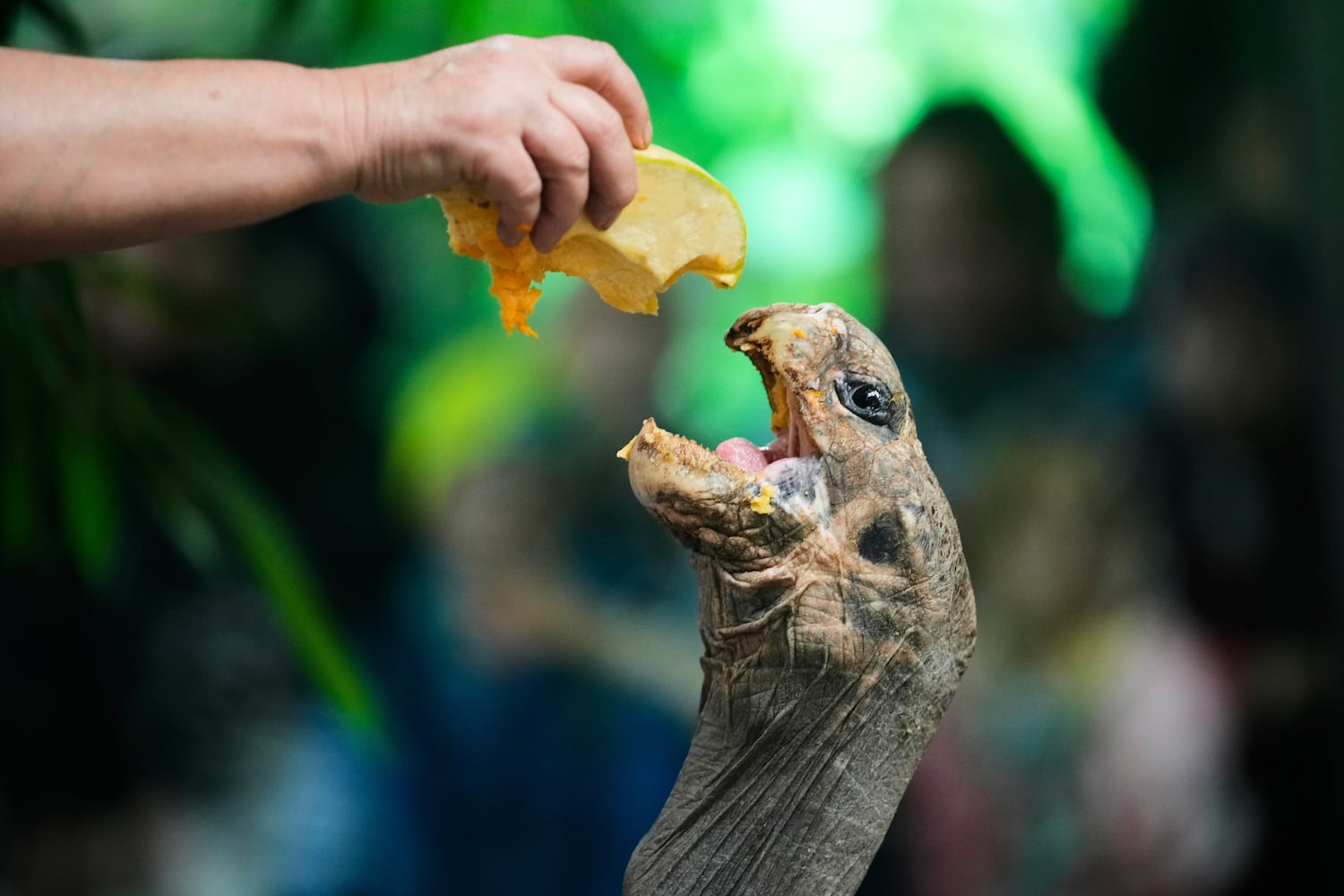 Czech Republic Halloween Zoo