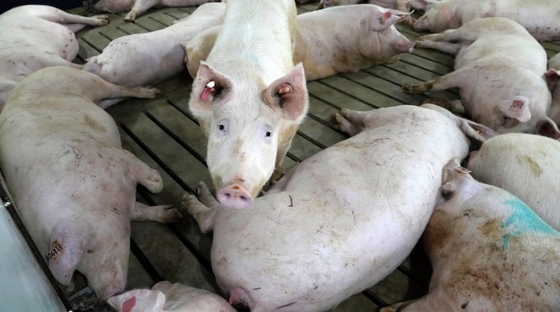Sows rest while others freely move around a gestation pen on farm run by Jared Schilling Thursday, June 29, 2023, in Walsh, Ill. (AP Photo/Jeff Roberson)