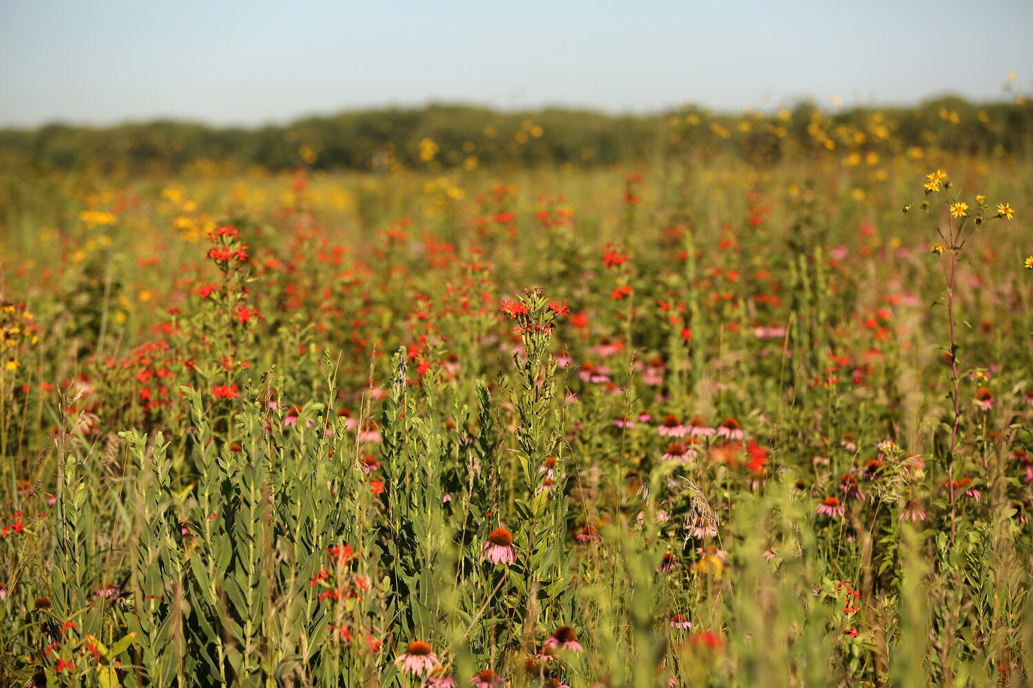 PHOTOS: Huffman Prairie State Natural Landmark is a ‘palette of many colors’
