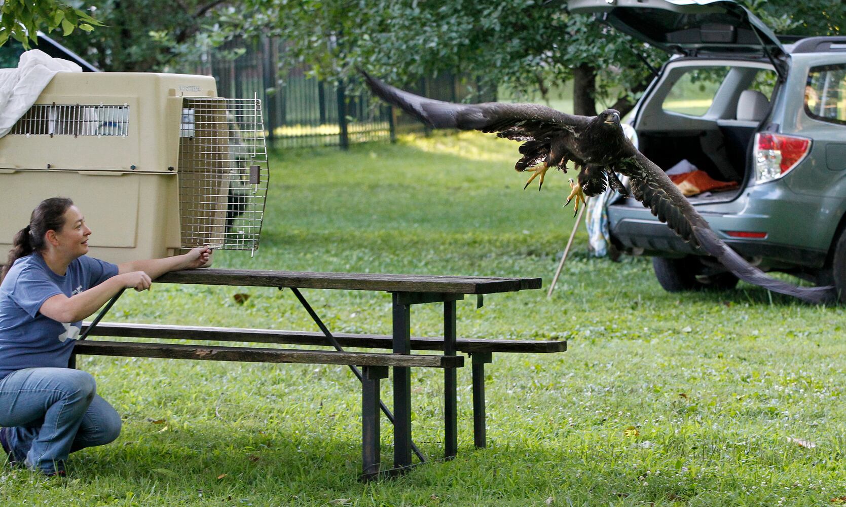 PHOTOS: Prairie, the juvenile bald eagle, is released back into Carillon Historical Park