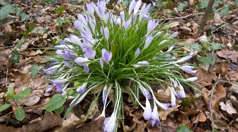 Spring’s earliest flowers began emerging in February. CONTRIBUTED