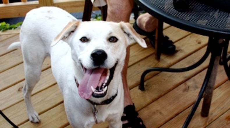 Ohio closer to allowing dogs on restaurant patios statewide. Getty Image