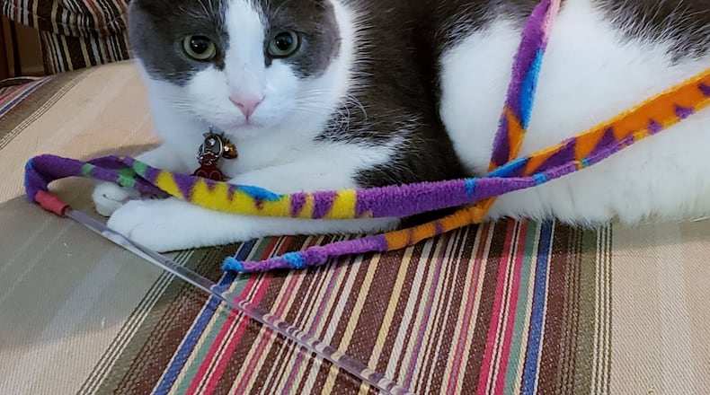 Pip waiting for the perfect time engage his “people” into playing with him and his toy. KARIN SPICER