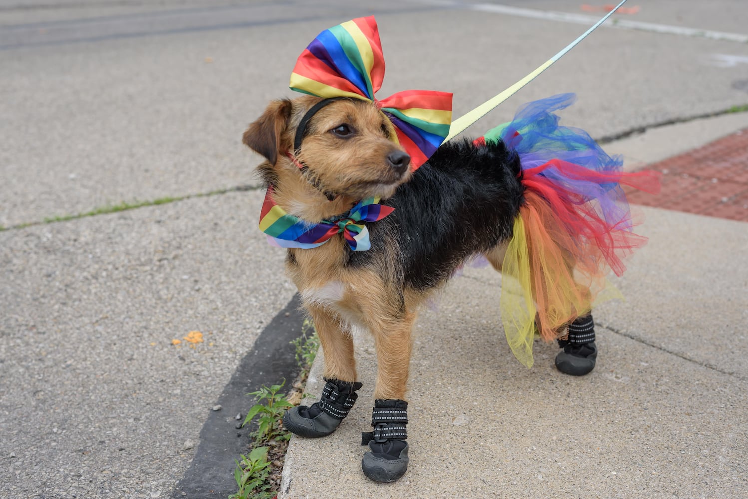 PHOTOS: Dayton Pride 2025 Parade & Festival