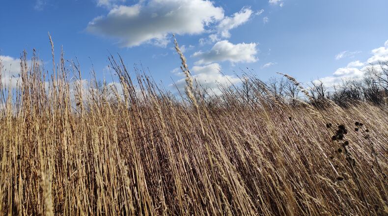 One of the largest native planted prairies in the area at Carriage Hill MetroPark. CONTRIBUTED