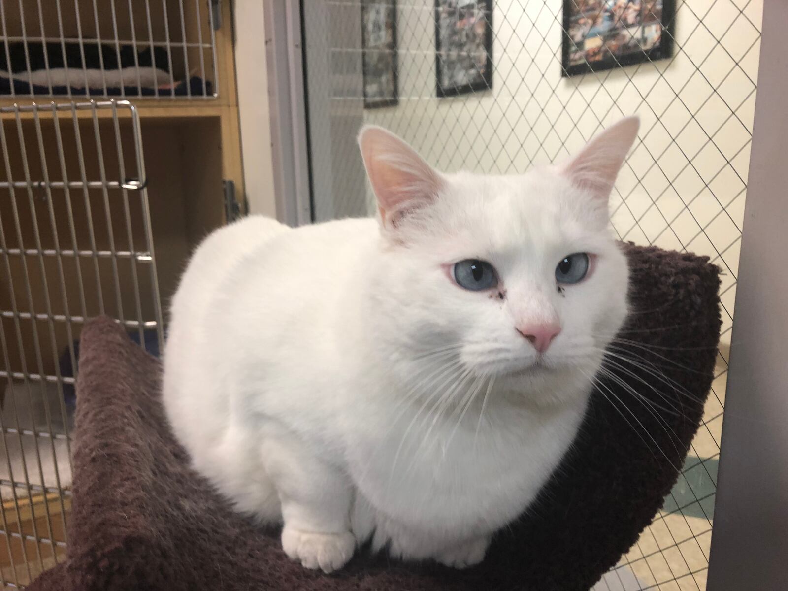 Princess Powderpuff is up for adoption at SICSA Pet Adoption Center. The white cat is 19 pounds and has blue crossed eyes.