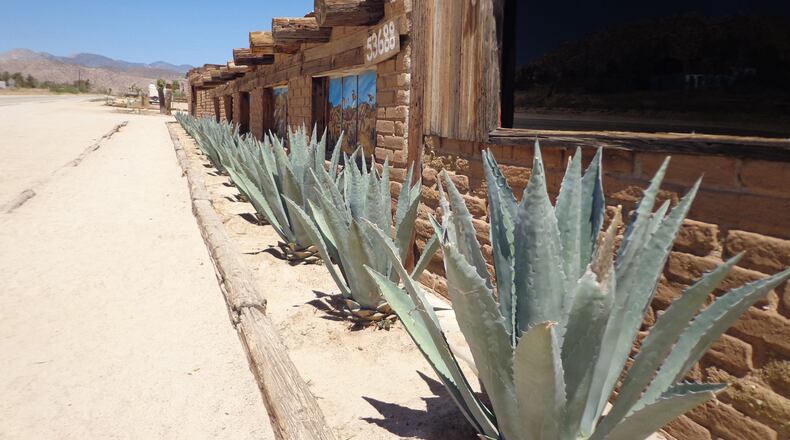These Agave americanas have been tip-snipped to improve safety of those using this parking strip. (Maureen Gilmer/TNS)