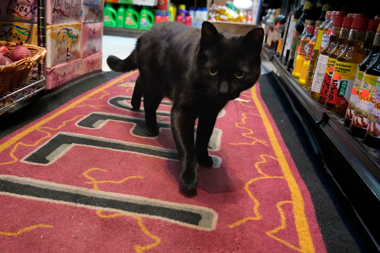 Pepe wanders through the aisles of the Late Night Deli in the Williamsburg neighborhood of the Brooklyn borough of New York, Friday, March 14, 2025. (AP Photo/Richard Drew)