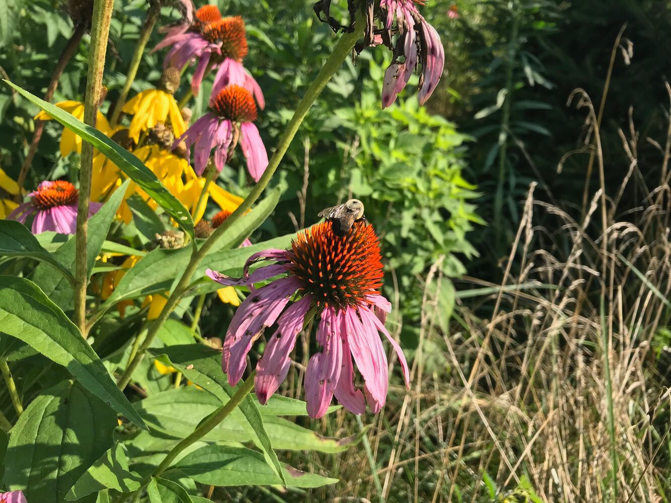 PHOTOS: This hidden park on the side of the road might be one of Dayton’s most peaceful spots