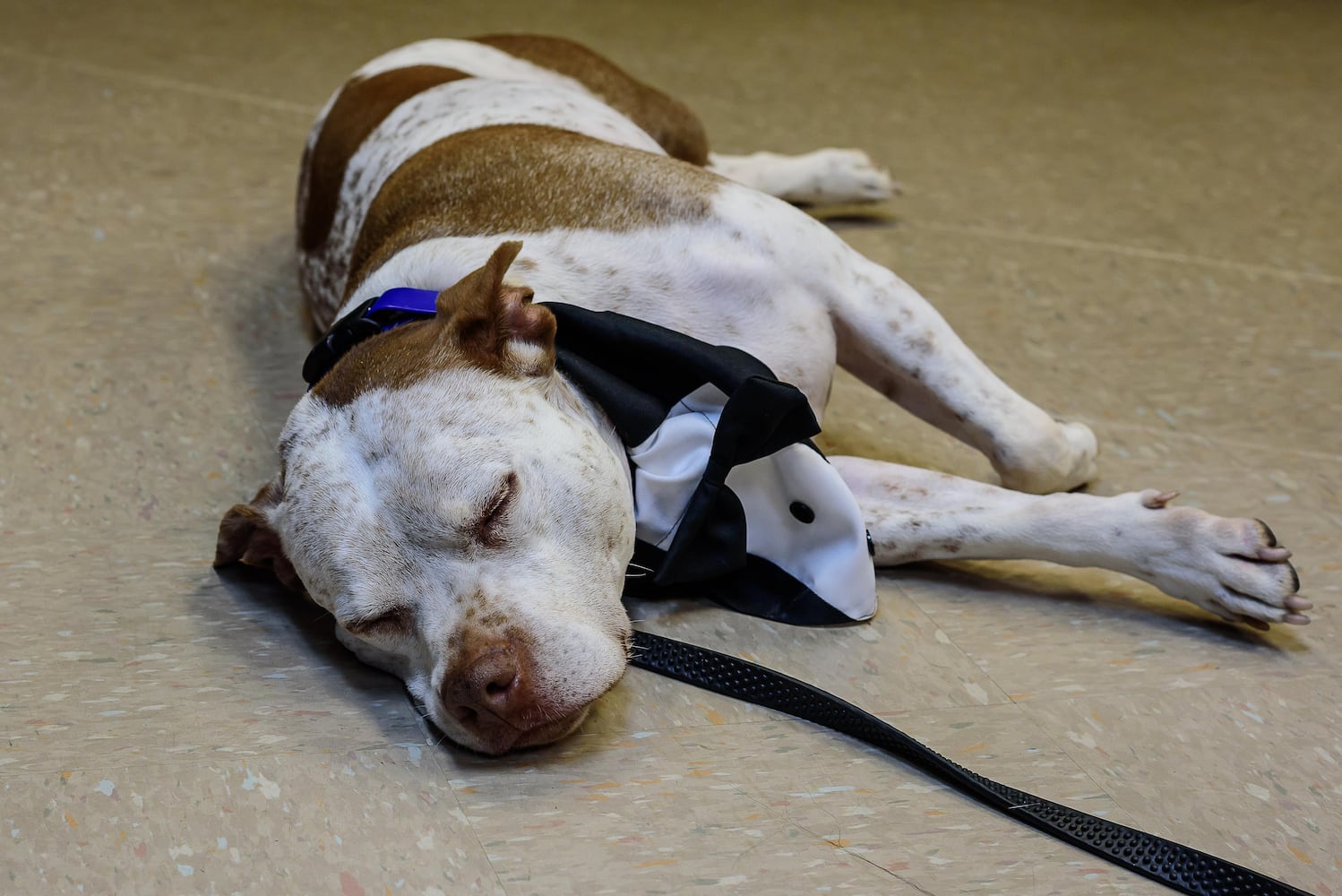 PHOTOS: SICSA's The PET Gala at The Modern College of Design