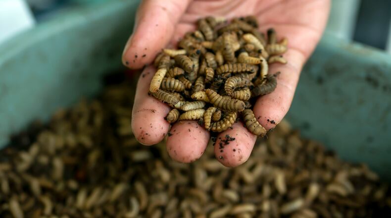 Insects such as the black soldier fly larvae, or maggots, and the mealworm can grow on existing organic waste streams. Rearing them on organic farm and food waste circularizes the agricultural system and reduces the environmental footprint of growing proteins. ISTOCK