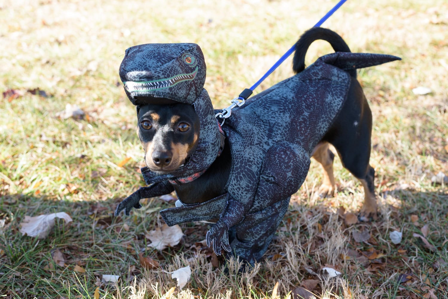 PHOTOS: Did we spot you and your dog at Wag-O-Ween at the Kettering Recreation Center?