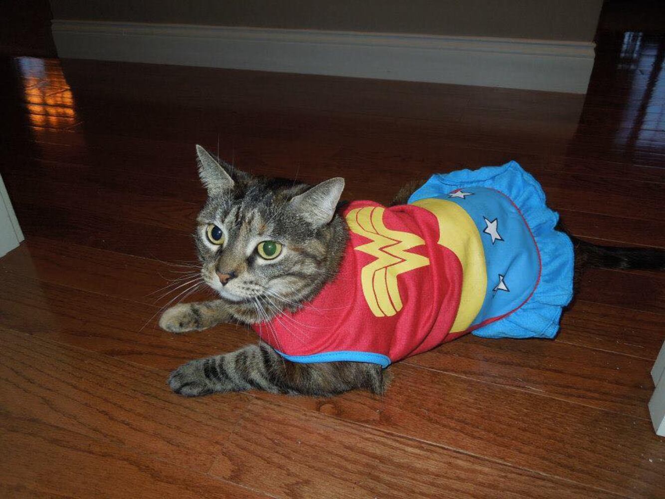 PHOTOS: Local pets ready for Halloween