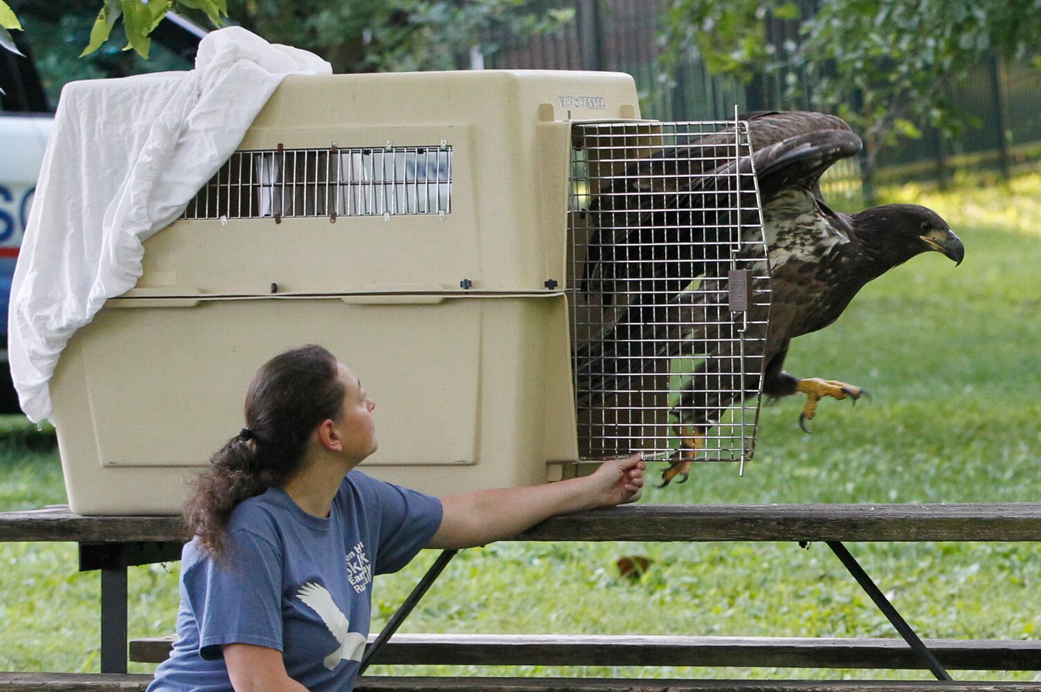 PHOTOS: Prairie, the juvenile bald eagle, is released back into Carillon Historical Park