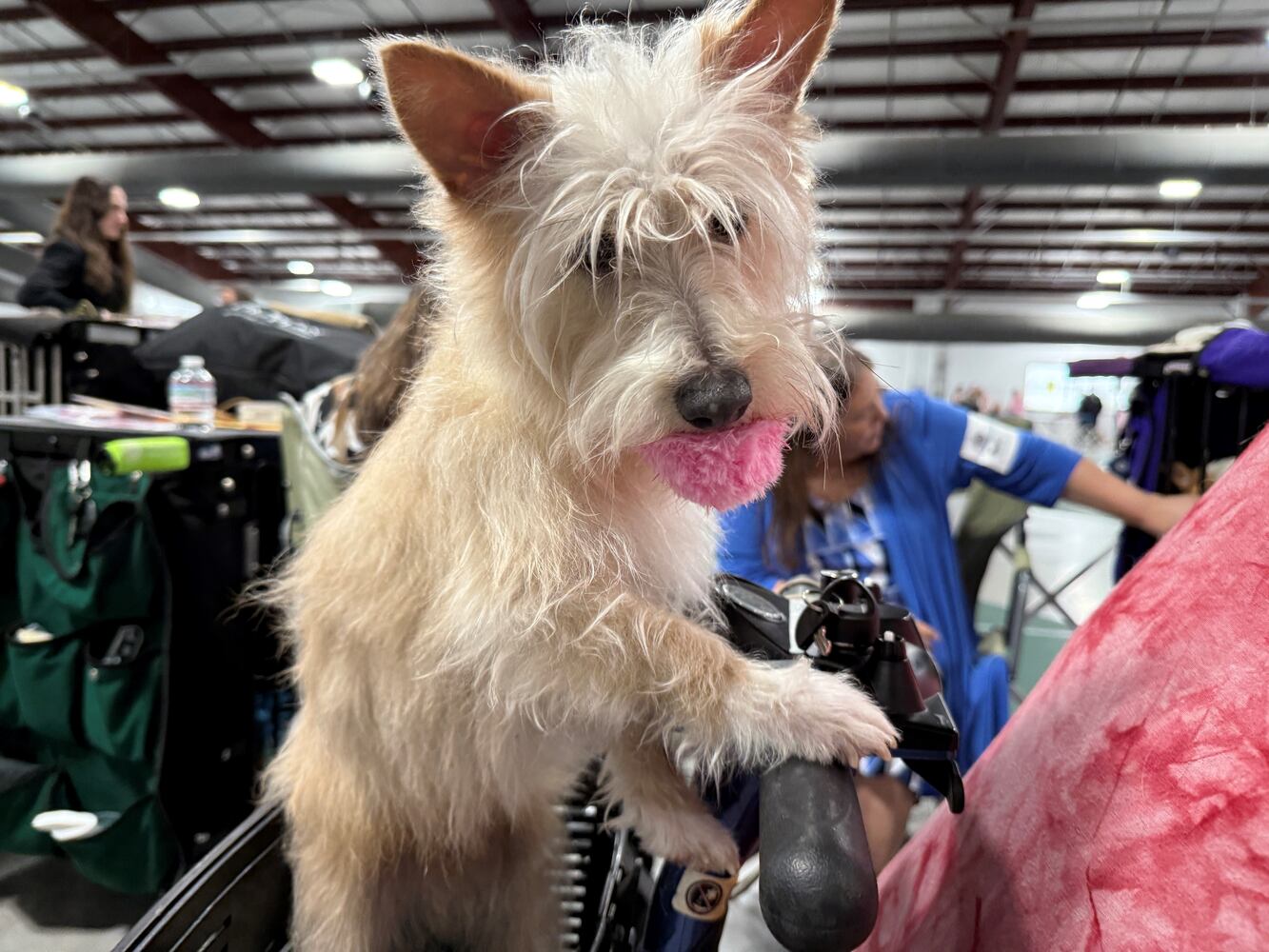 Fort St. Clair Kennel Club Dog Show