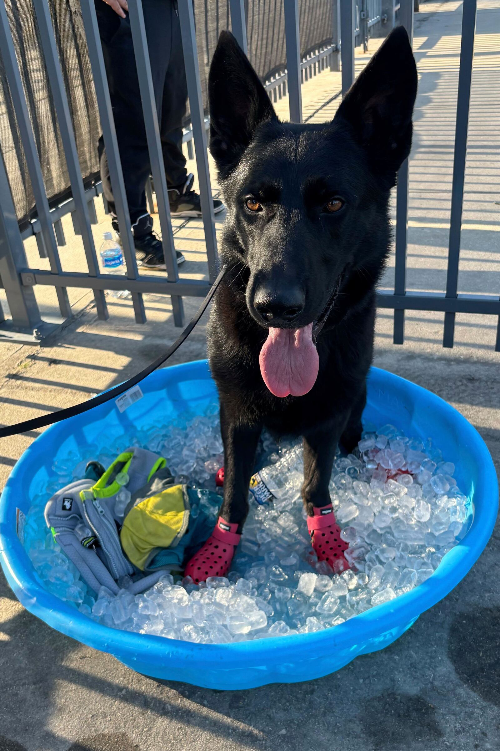 In this photo provided by Cody Schwartz, manager of 3DK9 Detection Services, K-9 Jett cools off in a kiddie pool filled with ice while working at the Club World Cup Group D soccer match between Esperance Tunisie and Chelsea in Philadelphia, Tuesday, June 24, 2025. (Cody Schwartz via AP)