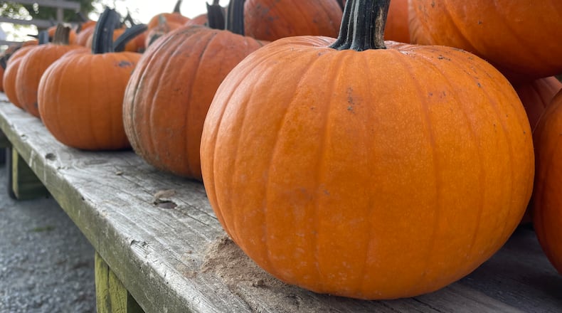 Young’s Jersey Dairy is kicking off the fall season this weekend on the farm with pick your own pumpkins, a corn maze, wagon rides, a wool gathering and more.
