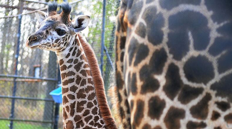 FILE PHOTO The Toronto Zoo introduced their new female Masai giraffe calf called Mstari in 2013. Mstari gave birth to a calf of her own this week.