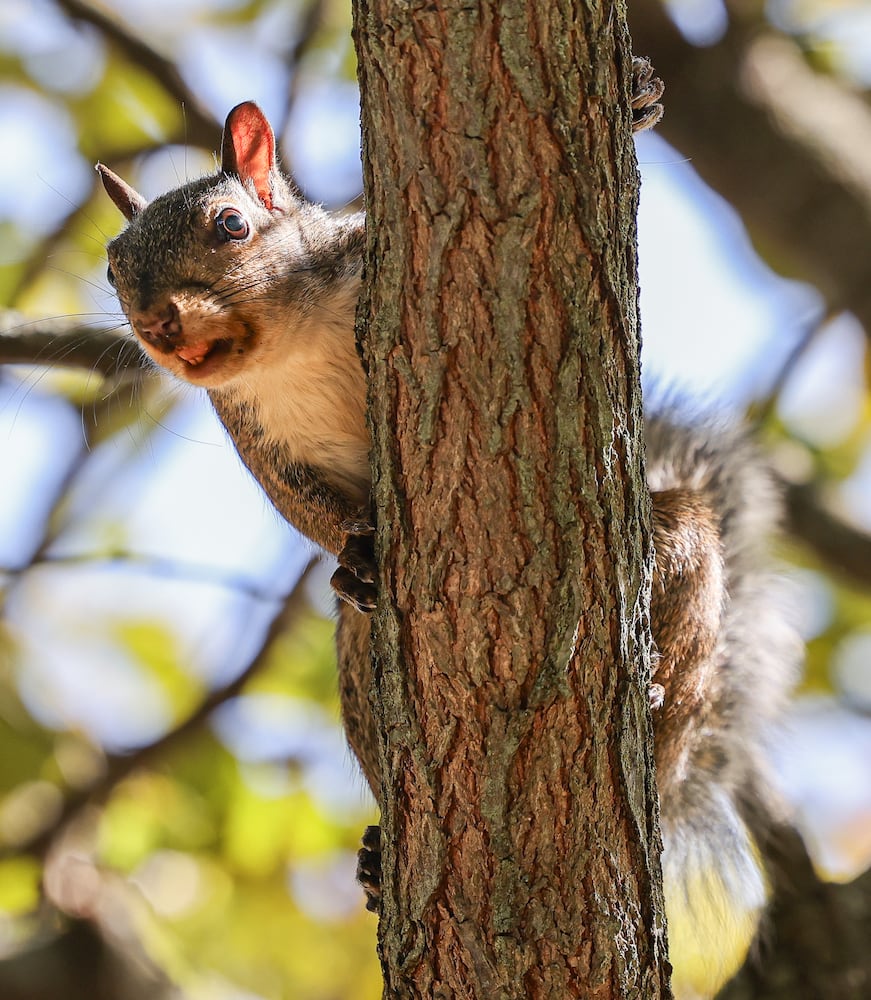 DDN 093025 Squirrel Shawnee Park